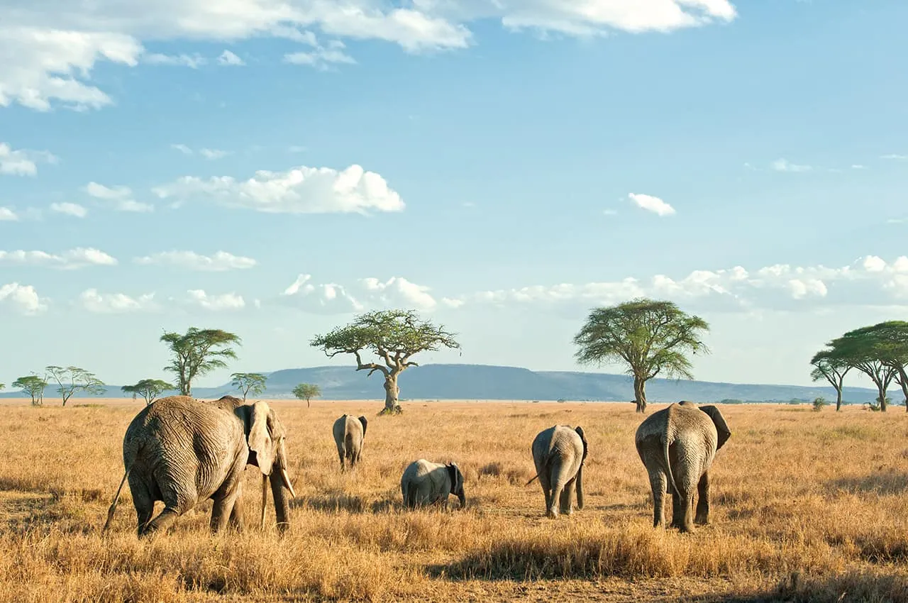 Grupo de Elefantes , Safari Tanzãnia