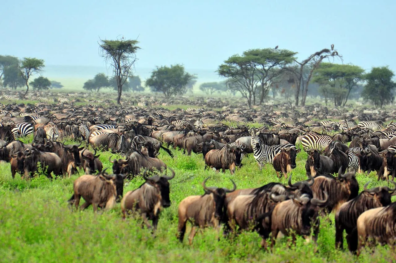 Grande Migração Parque Nacional Serengeti,Tanzania