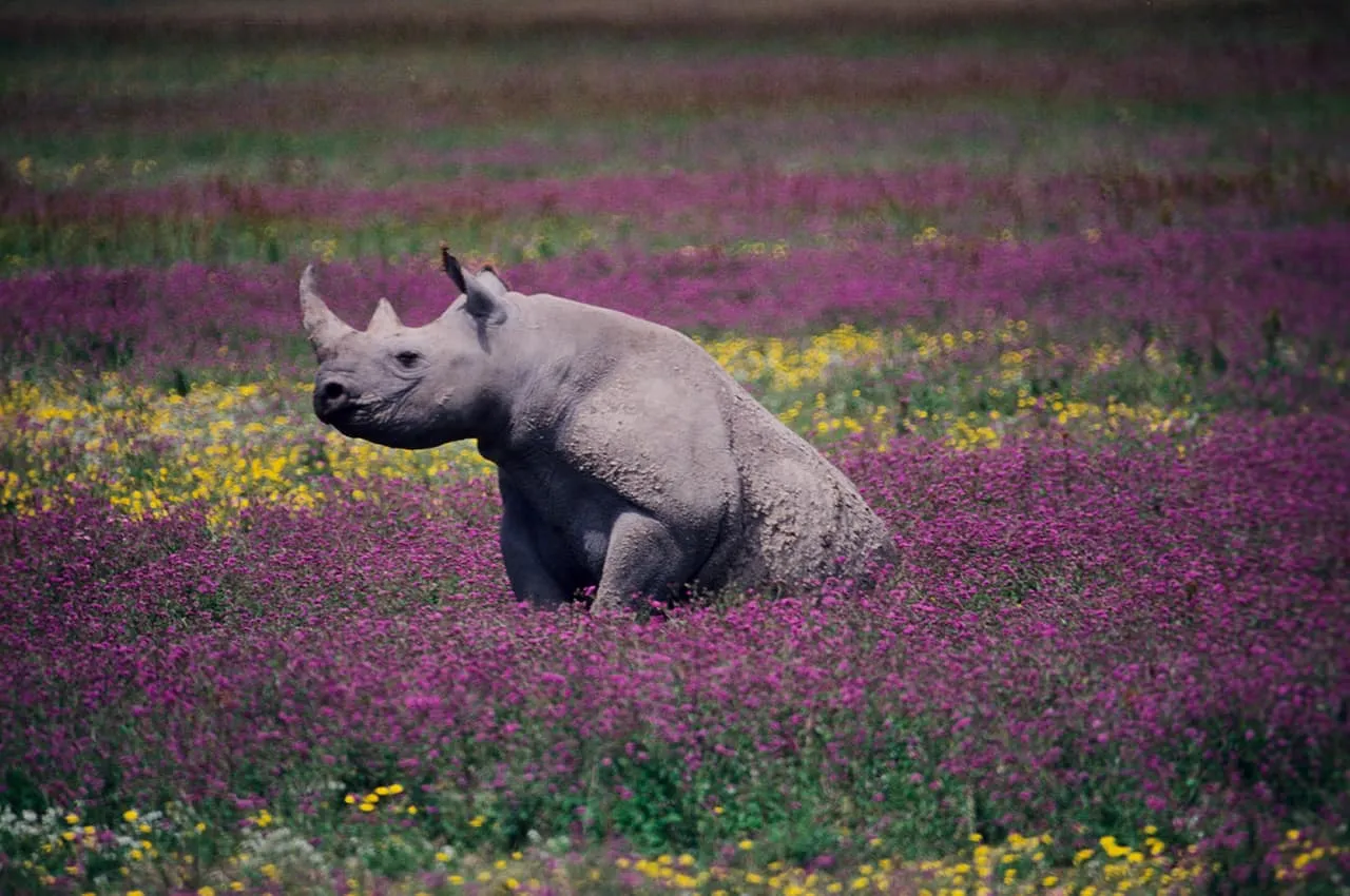 Rinoceronte negro na cratera Ngorongoro,Tanzânia