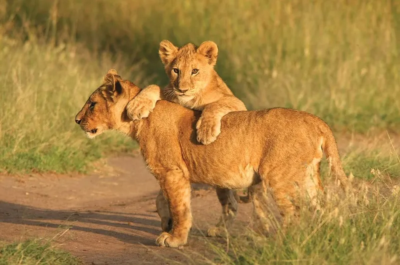Leao e filhote,Tanzânia
